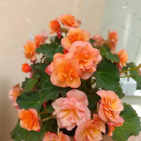 Forest&wein Apartment