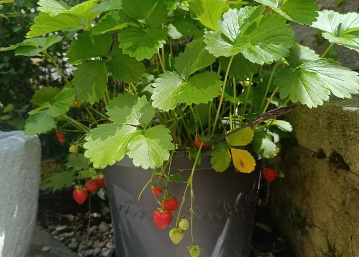 Forest & Wein Lejlighed *